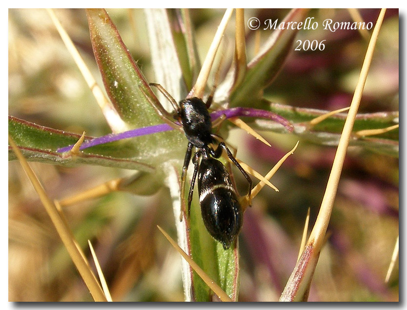 Leptorchestes mutilloides